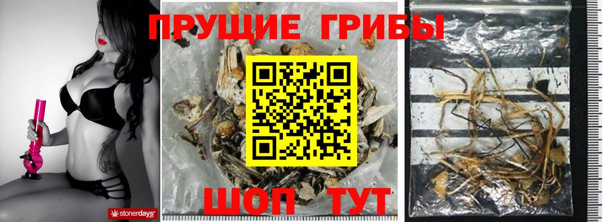 Псилоцибиновые грибы Psilocybine cubensis Верхняя Салда